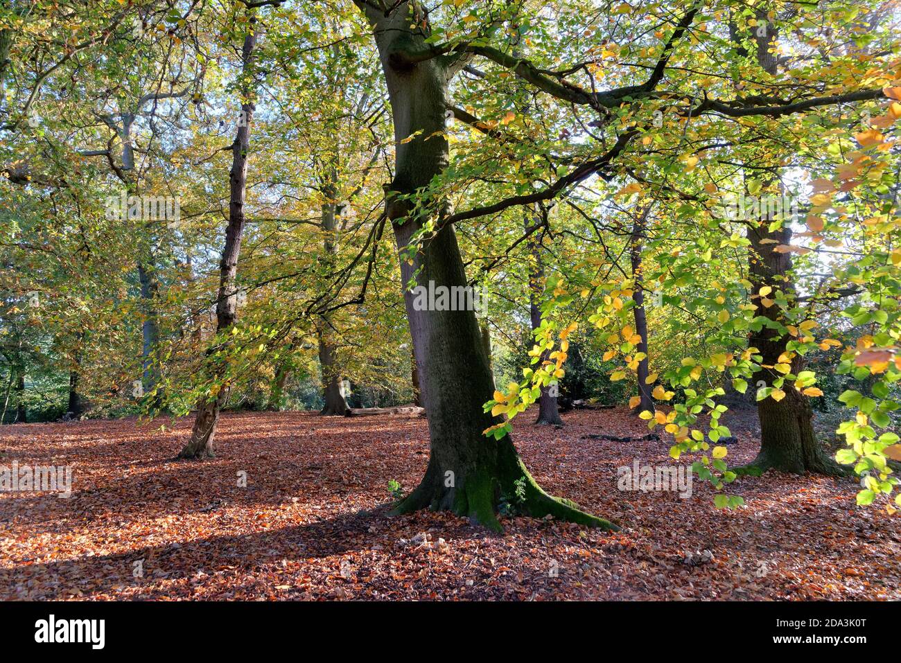 St ann’s hill hires stock photography and images Alamy