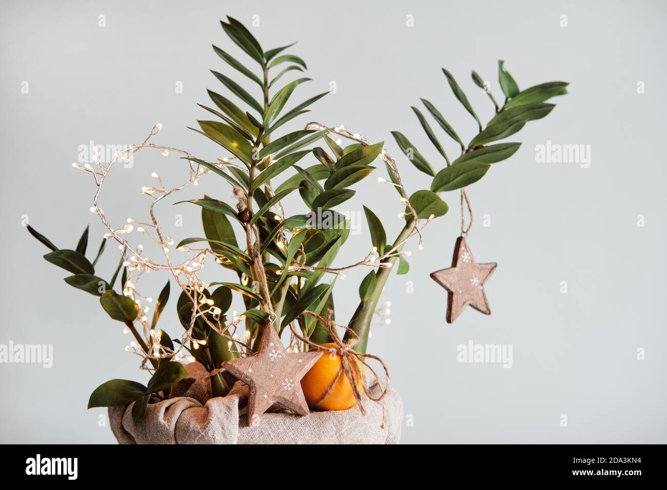 Houseplant Christmas tree decorated with wooden stars and tangerines
