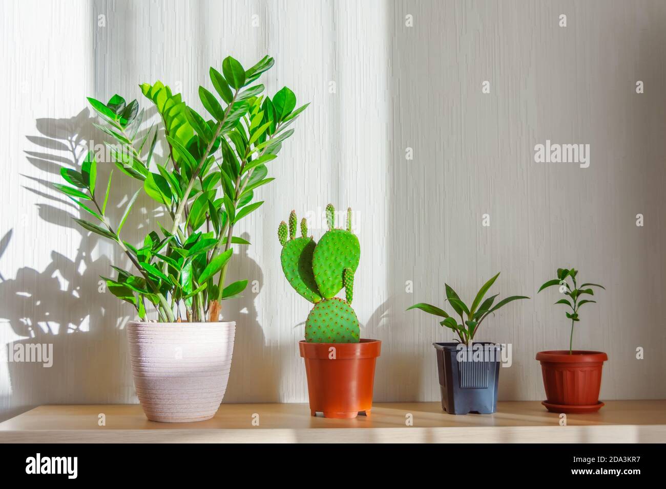 Indoor plants lit by the bright sun on a shelf in the room are lined up - Zamioculcas, prickly pear cactus, cordyline plant, citrus orange, lemon, tan Stock Photo