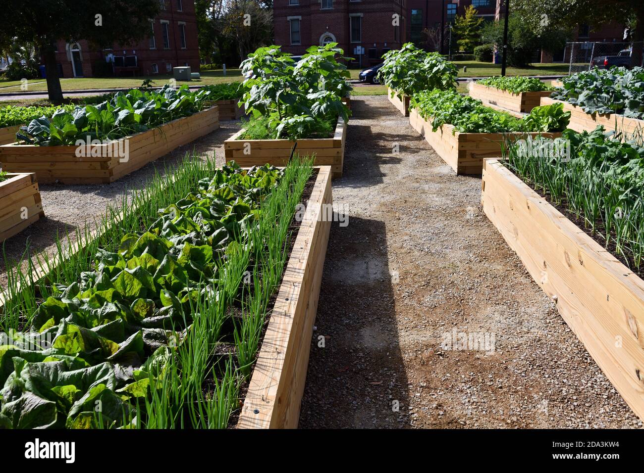 Urban Gardens; Their Settings of an 1850 English Village in USA for Elderly, Kale, Plants, Growing Greens, Trolley, Fire Station,Picnic in Garden. Stock Photo