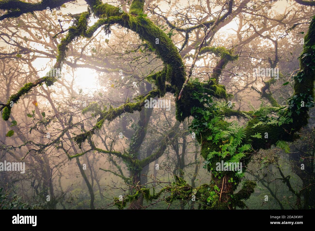 Closeup shot tree leaf hi-res stock photography and images - Alamy