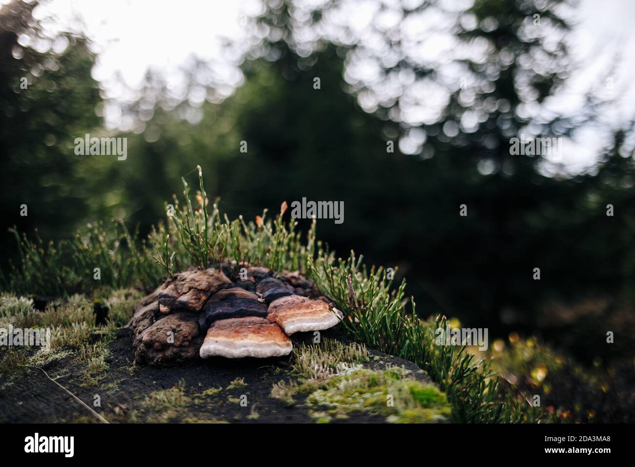 Closeup shot of wild mushrooms in the forest Stock Photo - Alamy