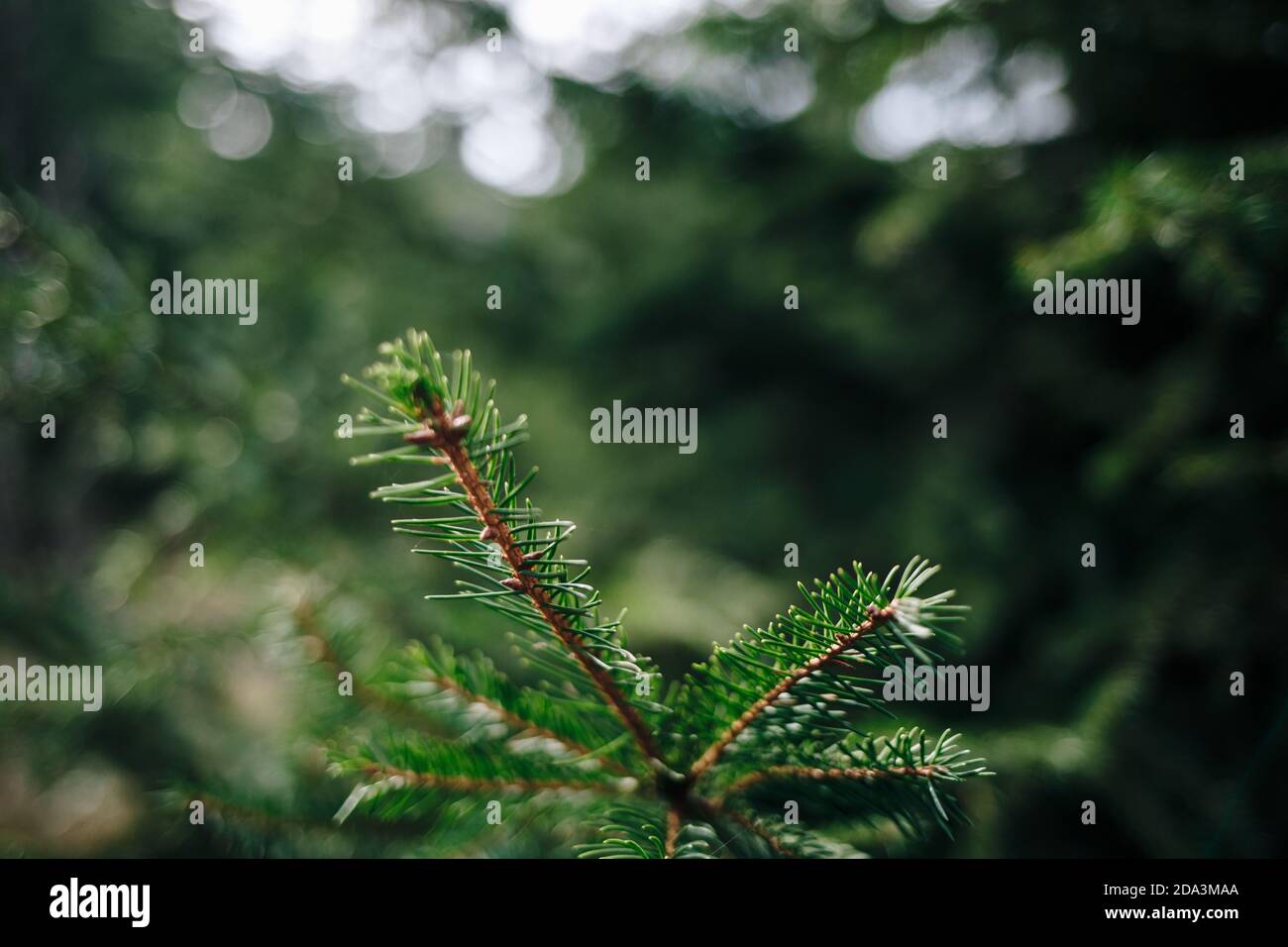Closeup shot tree leaf hi-res stock photography and images - Alamy