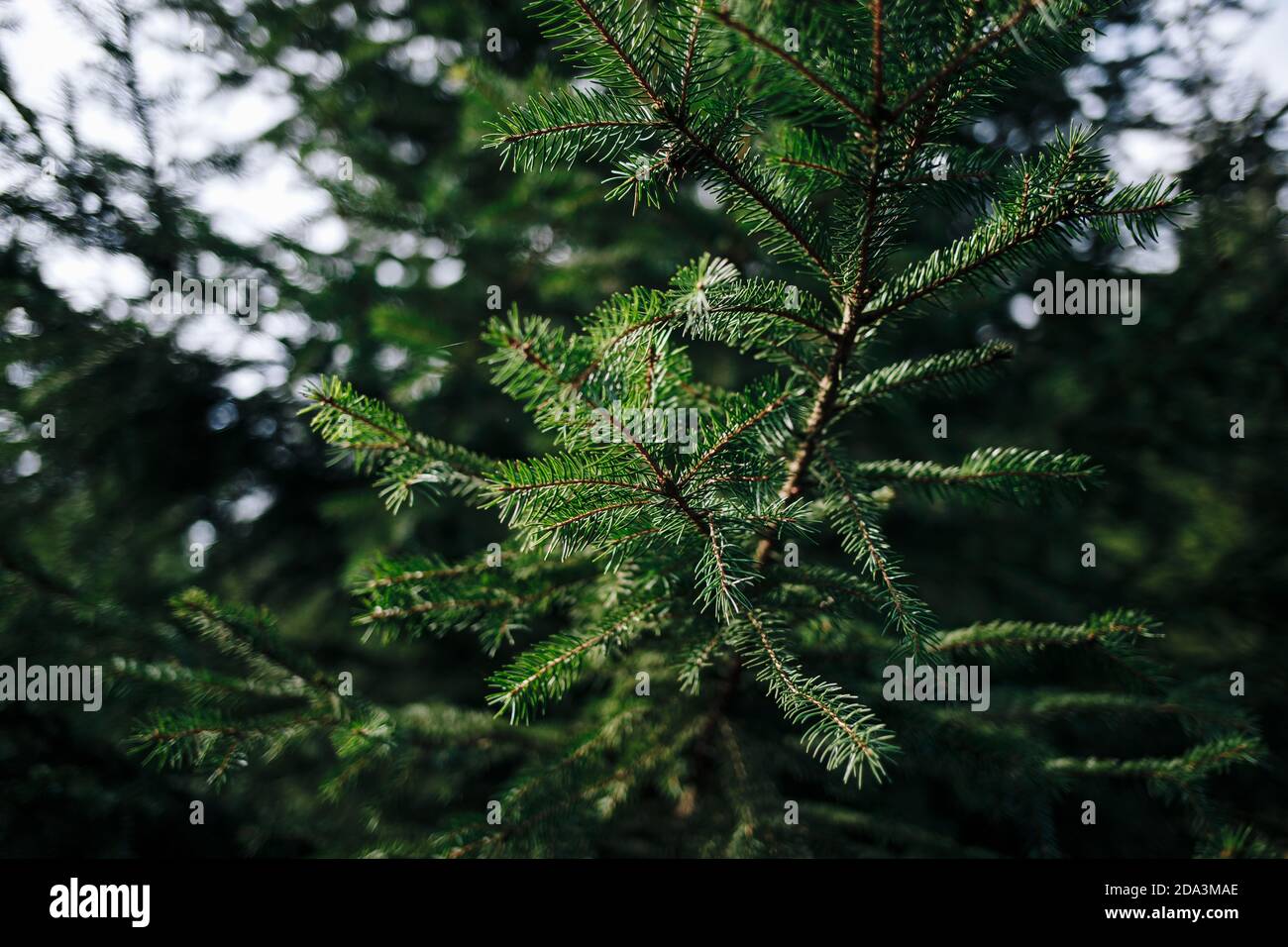 Closeup shot pine tree in hi-res stock photography and images - Alamy