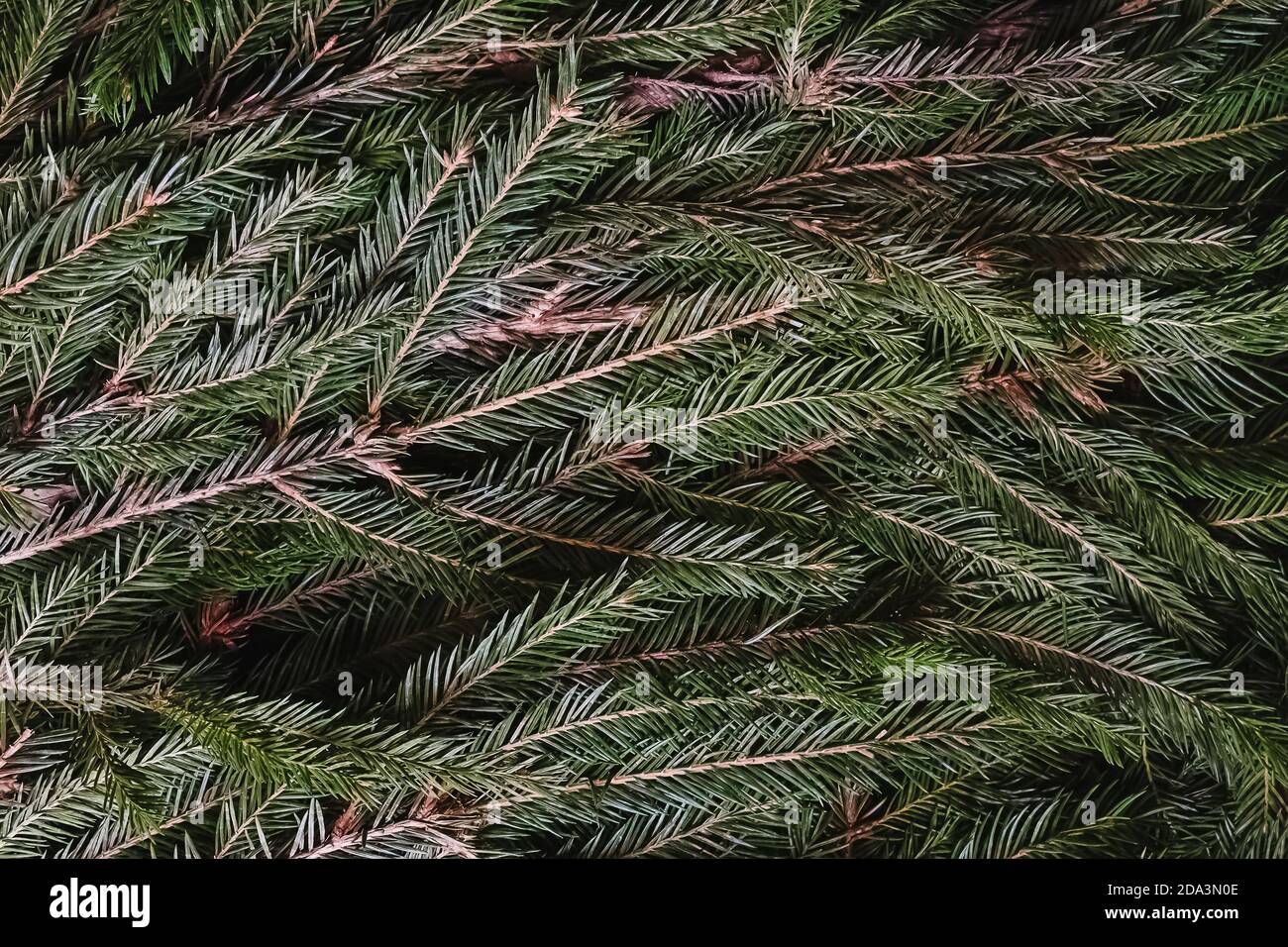 Christmas fir tree branches hi-res stock photography and images - Alamy