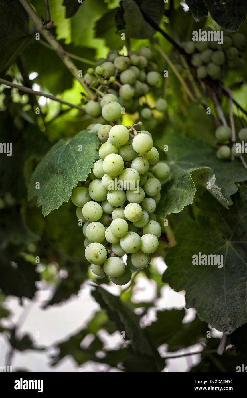 Ripe and sweet white grapes before harvest. Close up, vertical image. Stock Photo