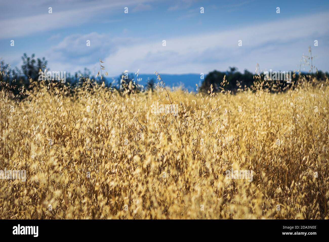 Field of oats in front of a blue sky on a sunny day. Stock Photo