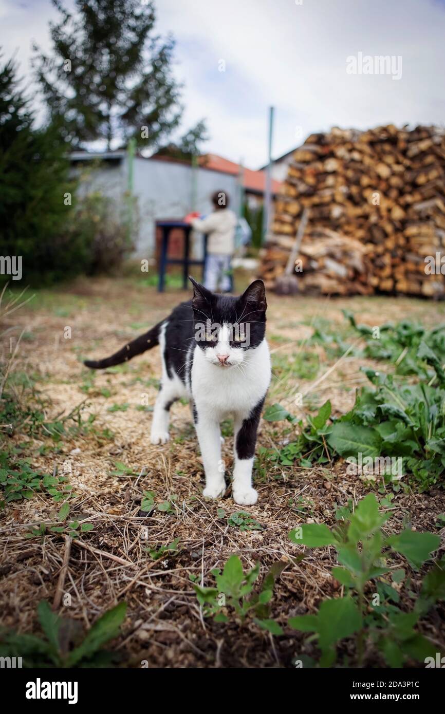 Curious black and white cat walking towards the camera. Young boy playing in the background. Stock Photo