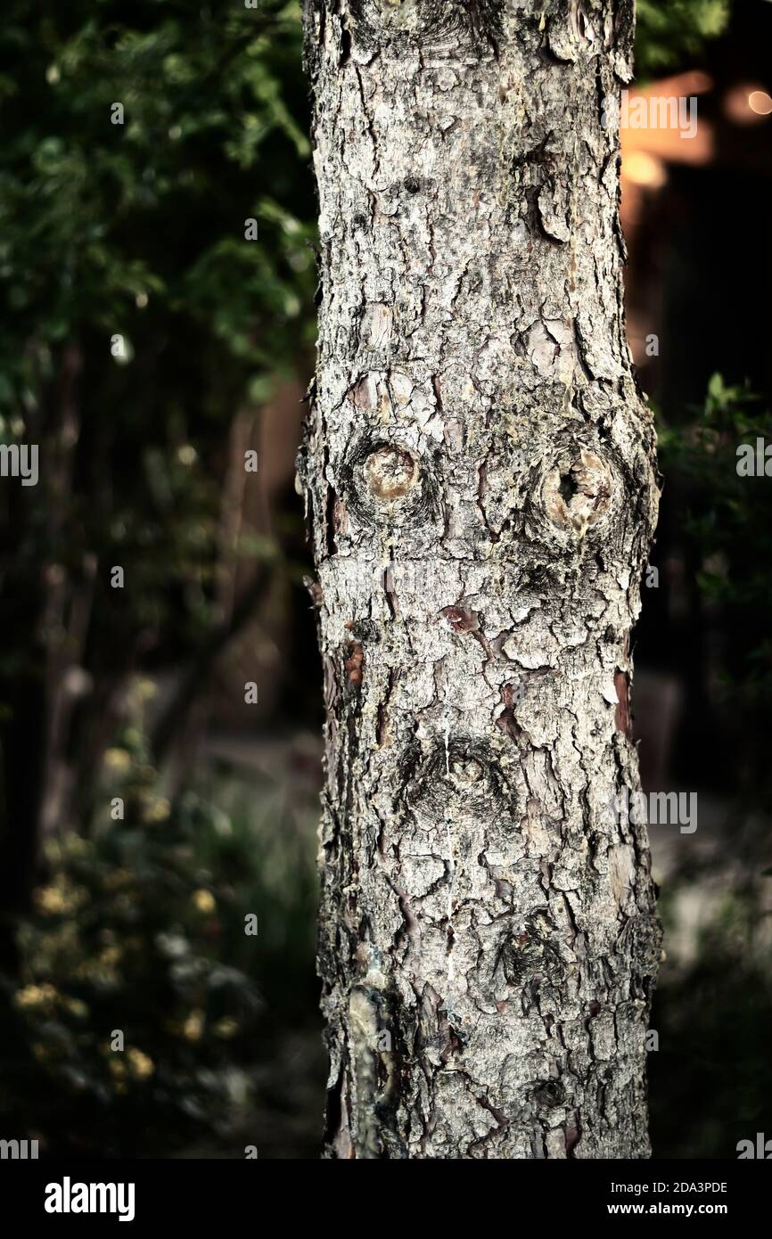 Face in the tree. Photo of real life Ent. Stock Photo