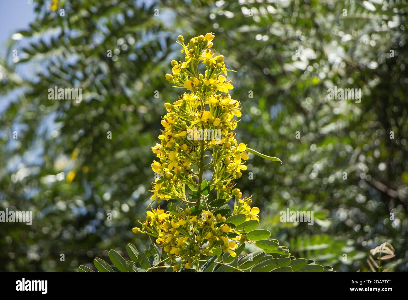 Close up Yellow Flower of Thai copper pod or Cassod tree Stock Photo