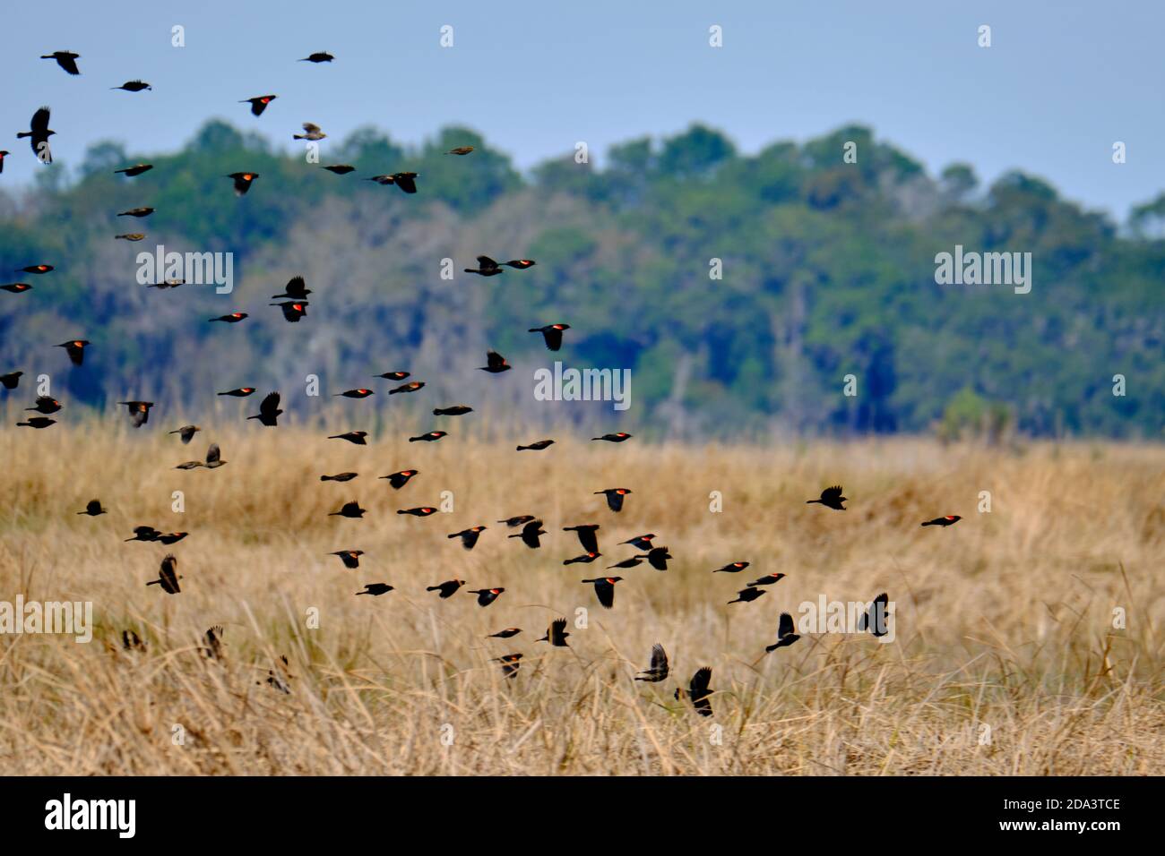 A flock of Redwinged Blackbirds fly across coastal marsh grass at the