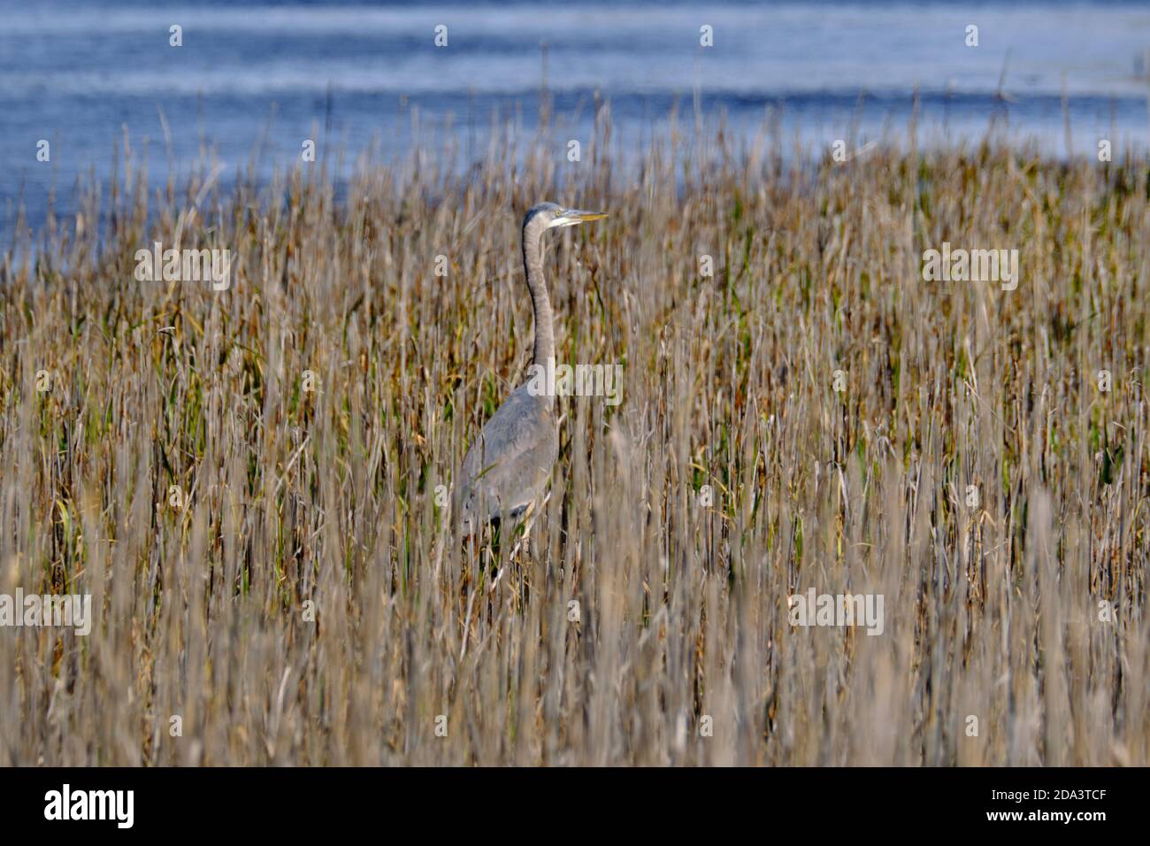 A Great Blue Heron stalks prey in coastal marsh grass at the Bear