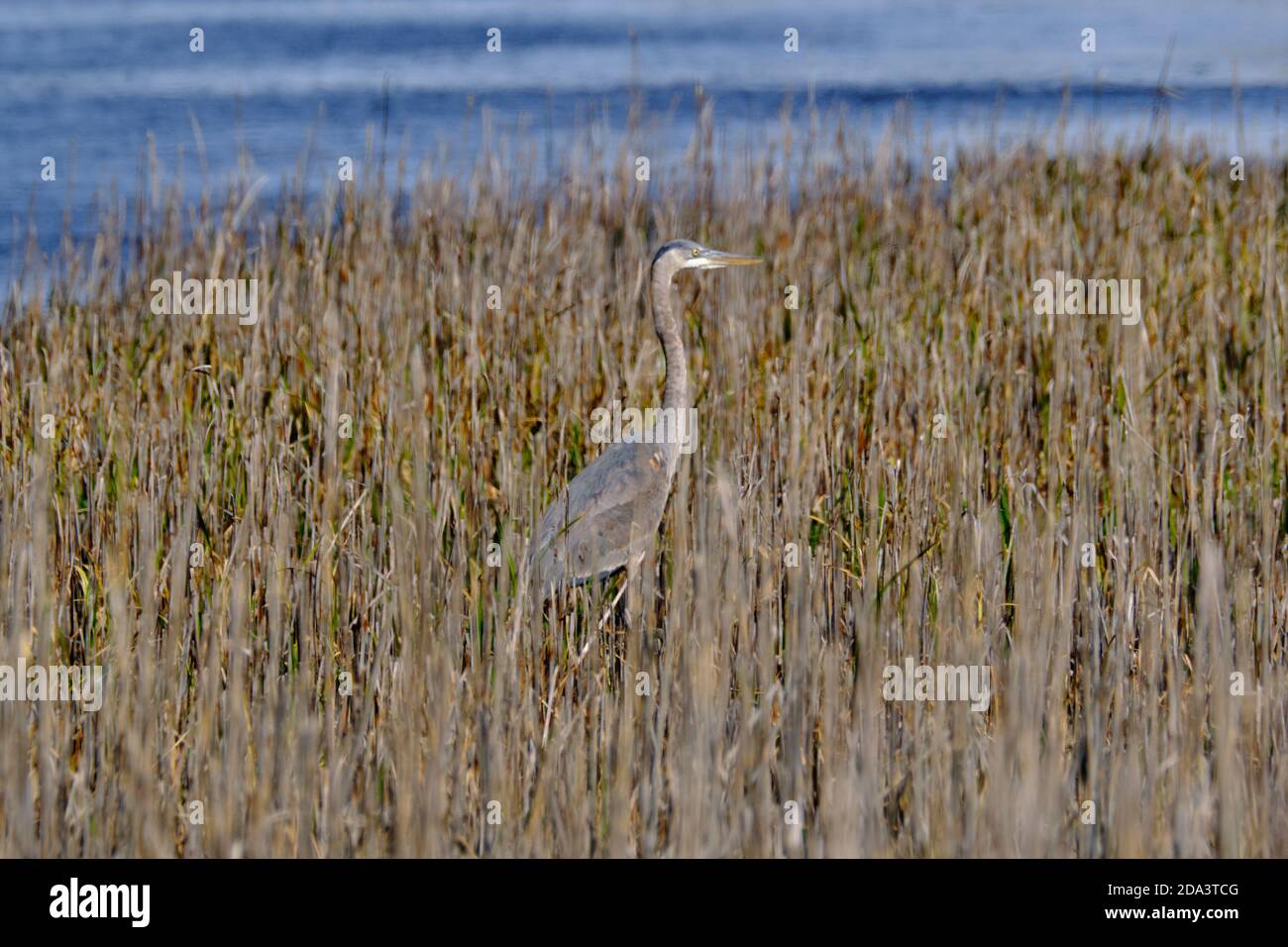 Coastal marsh birds hi-res stock photography and images - Alamy