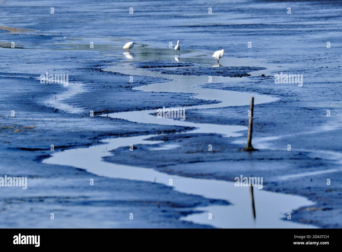 Egrets and herons forage in a coastal marsh at the Bear Island Wildlife Management Area in Green