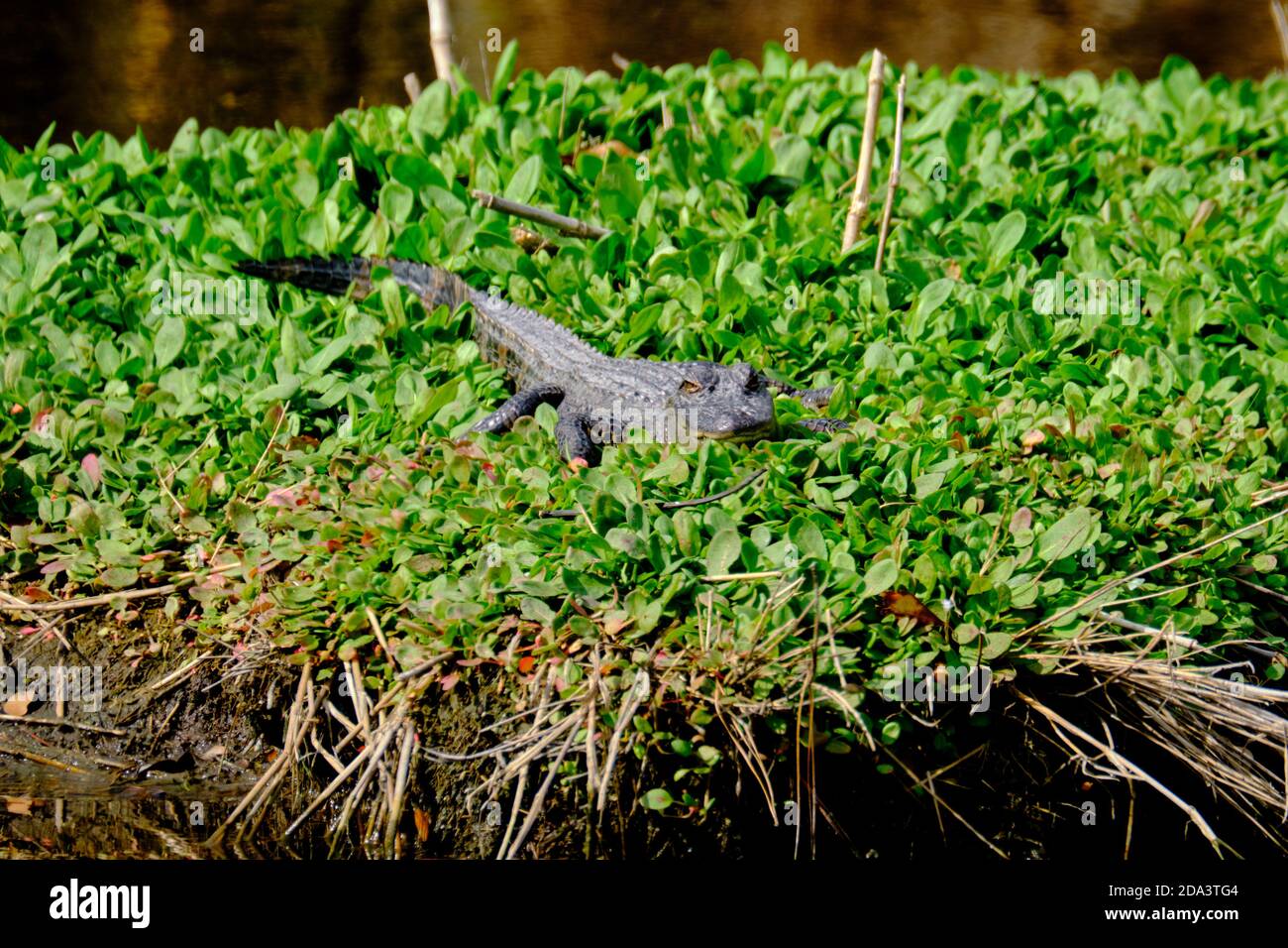 Bear island wildlife management area hires stock photography and