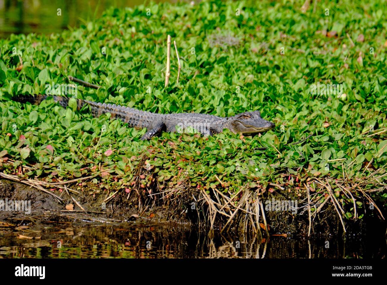 Bear island wildlife management area hires stock photography and