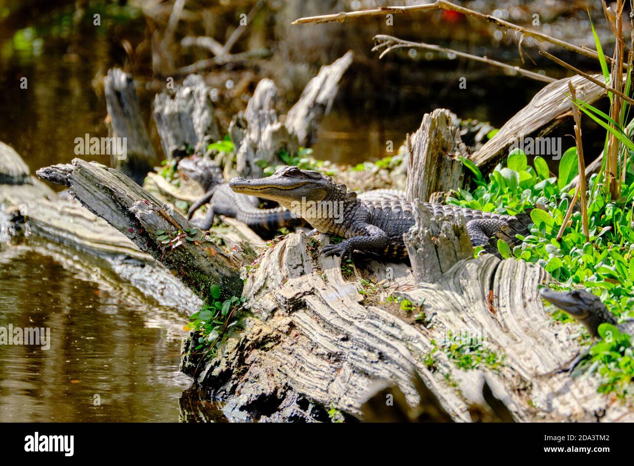 A group of juvenile American alligators warm in the winter sun on a log at the Bear Island Wildlife Management Area in Green Pond, South Carolina. Stock Photo
