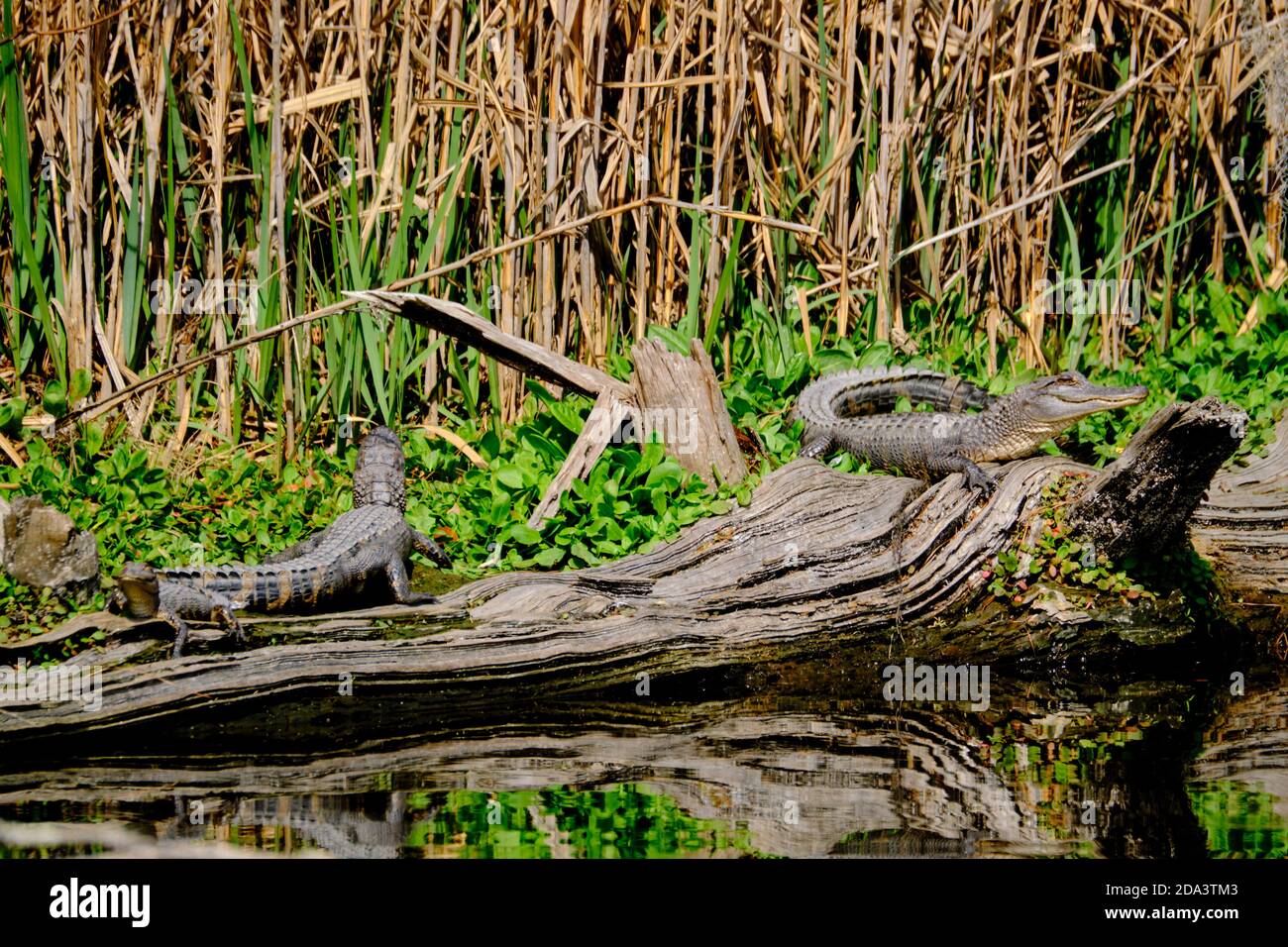 Juvenile american alligators hires stock photography and images Alamy