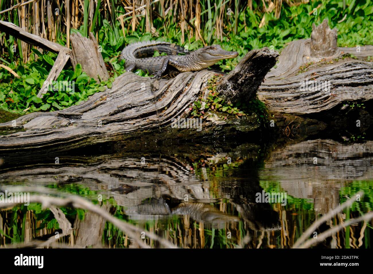A juvenile American alligator warms in the winter sun on a log at the