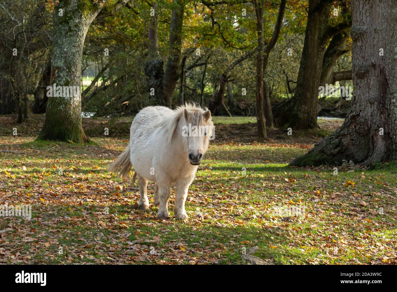 New Forest pony in woodland during autumn, Hampshire, UK Stock Photo