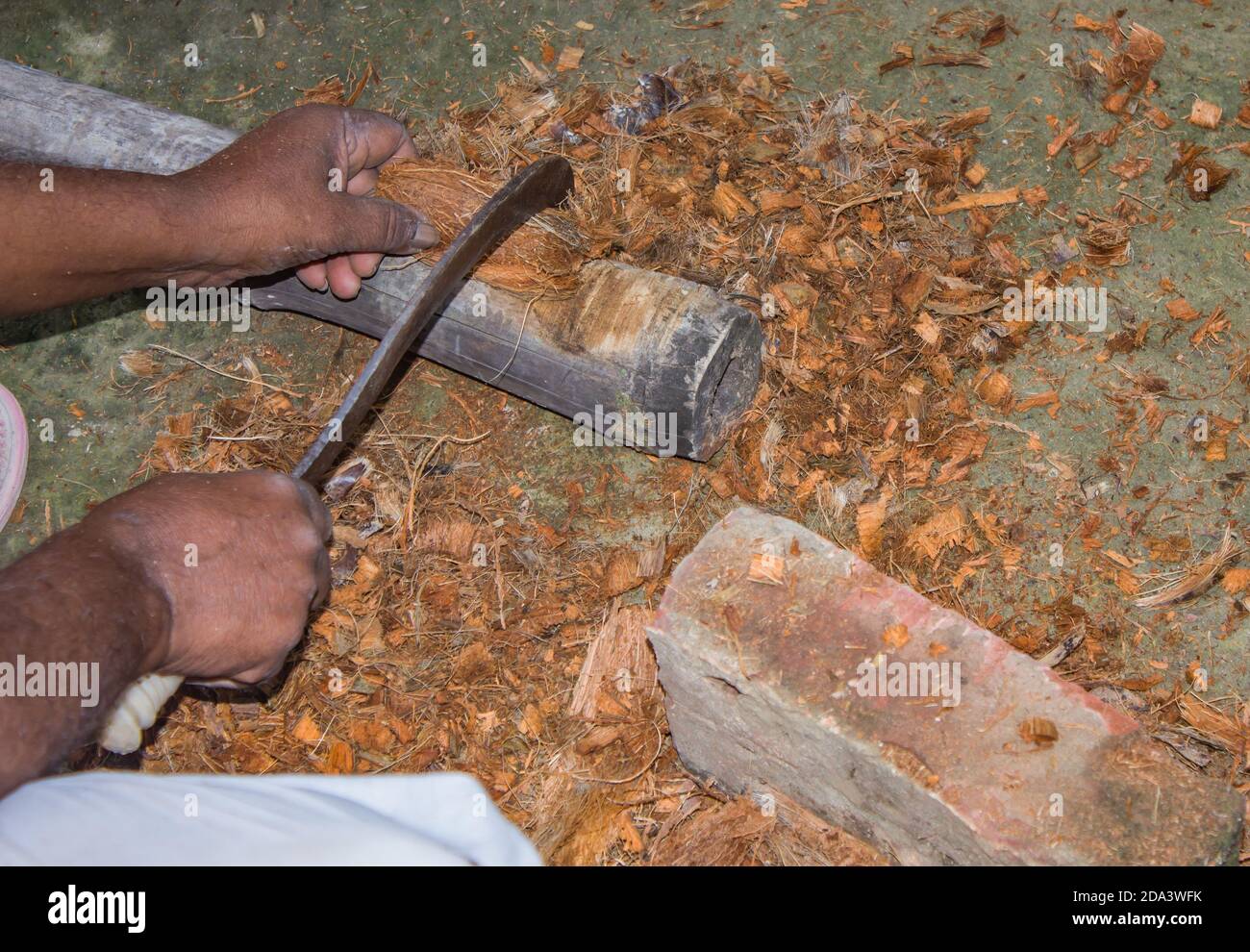 Local indian man chopping coconut husk and wood with katari(indian chopper) for gardening and firewood. traditional indian way. outdoor shot in daylig Stock Photo