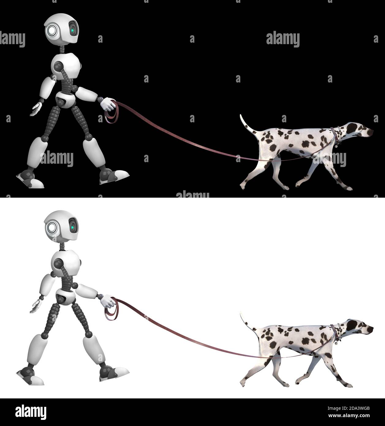 A humanoid robot walks a Dalmatian breed dog with a leash.  Isolated on black and white background. Future concept with robotics and artificial intell Stock Photo