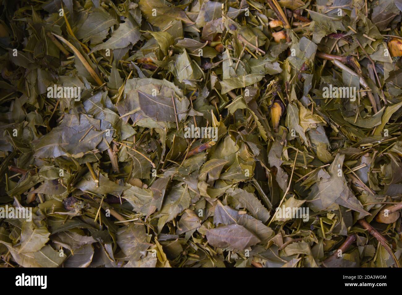 piled up dried neem leaves kept to prepare organic pesticide for home garden. close up shot for copy space background. nice texture pattern. Stock Photo