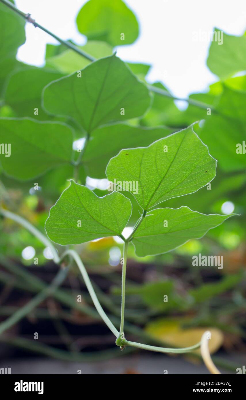 leaves of hyacinth bean or lablab vine plant in home organic garden. green fresh leaves creating beautiful pattern for background. natural shot. Stock Photo