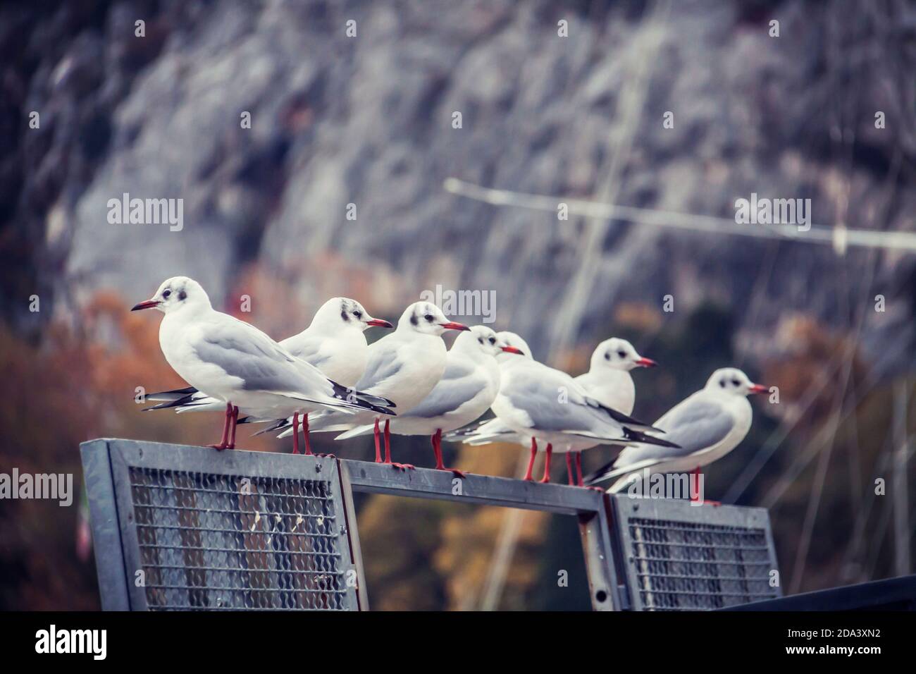 flock of Seagulls on a iron structure Stock Photo