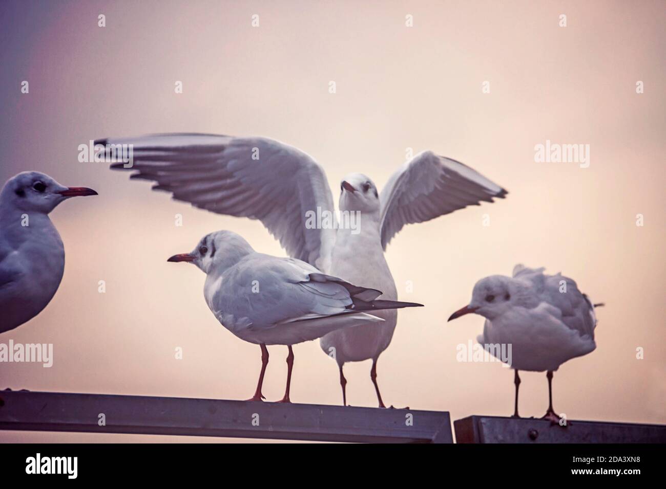 flock of seagullls posed on an iron bar in the harbor Stock Photo