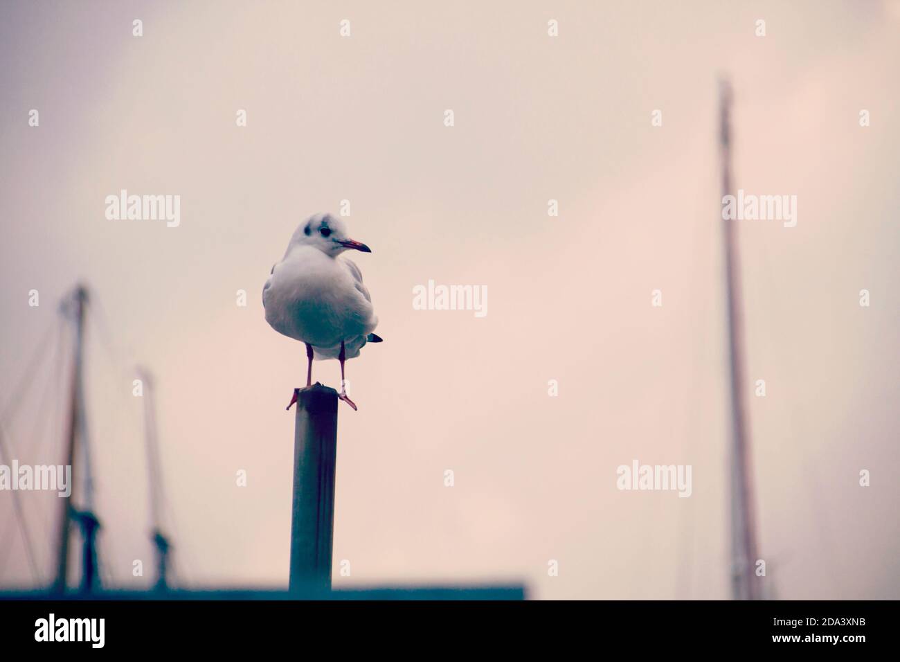 Single seagull posed on an iron rod in the harbor with blurred sailboat masts in background Stock Photo