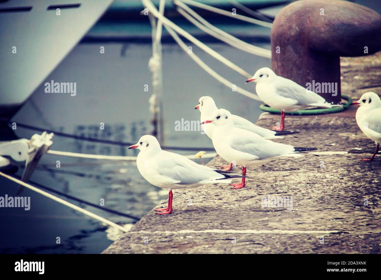 Flock of seagulls on the harbor pier Stock Photo