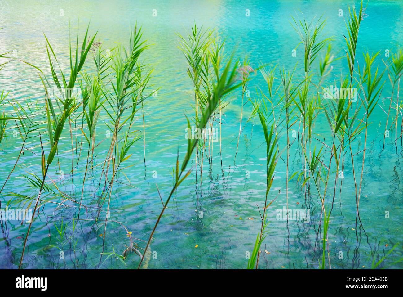 Abstract natural details in Plitvice National Park, Croatia, Europe Stock Photo