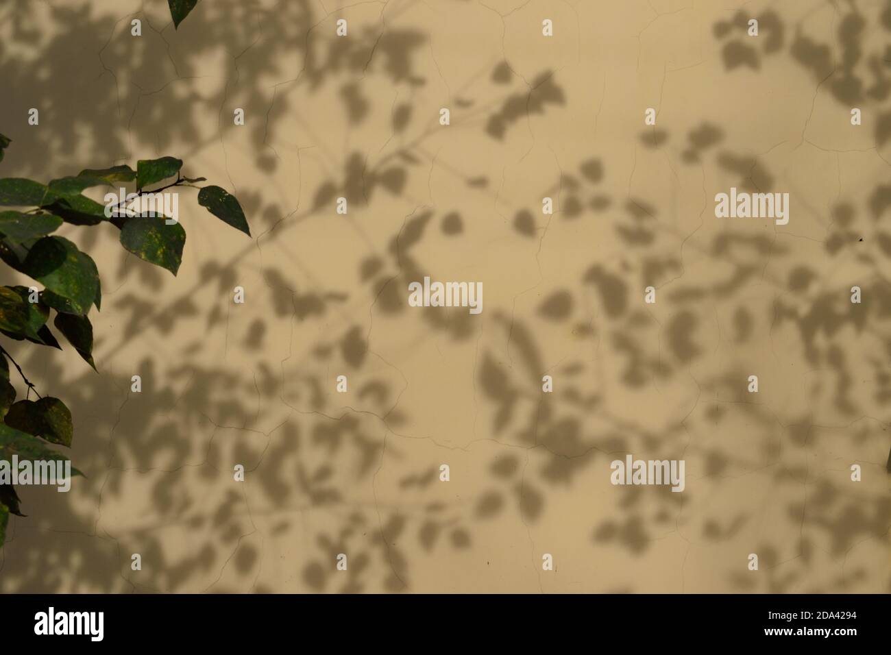 Shadows of Leaves on Off-Yellow Wall Stock Photo