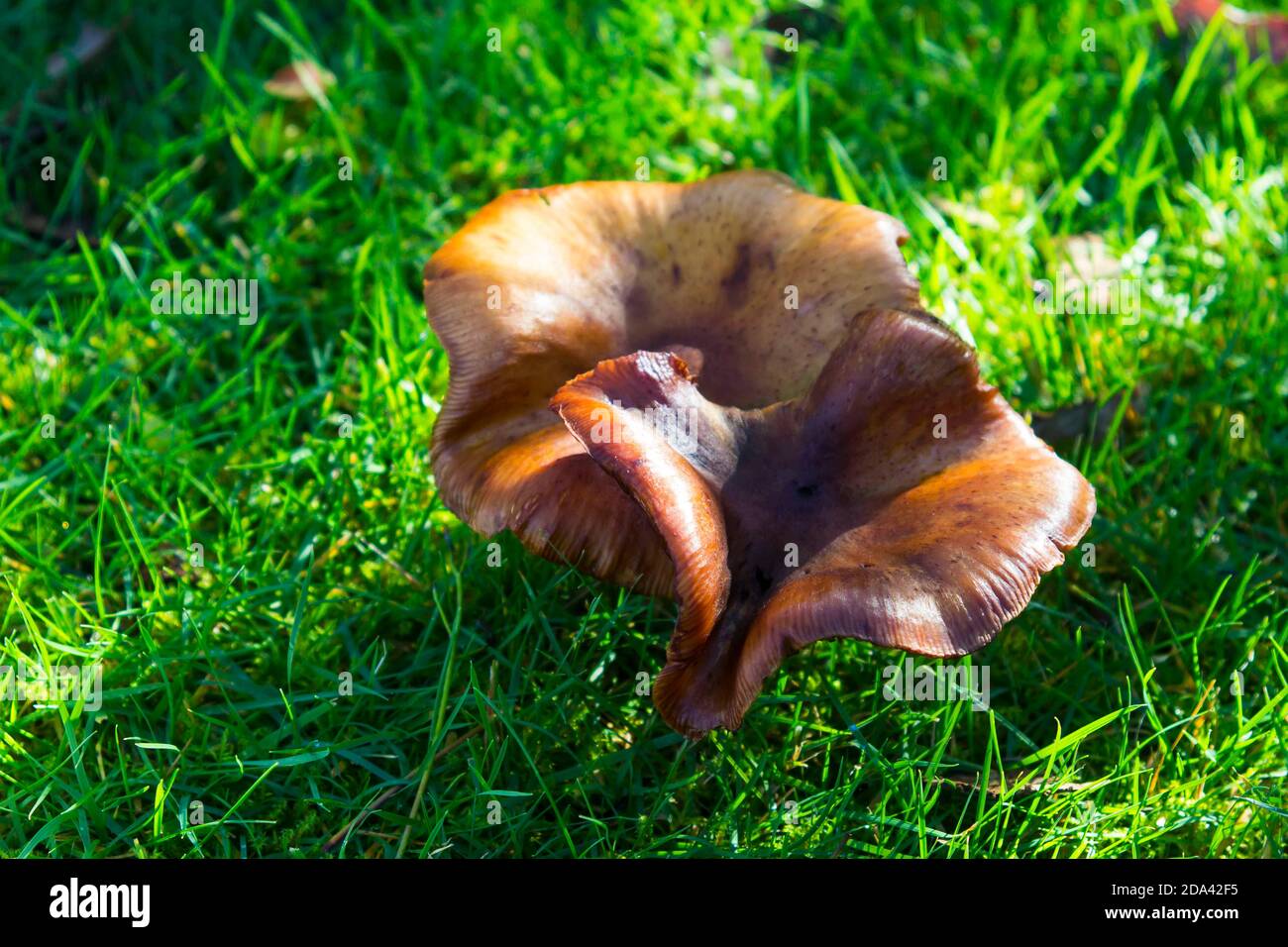 Garden Fungus growing on a garden lawn under a Eucalyptus tree in Bangor Northern ireland Stock Photo