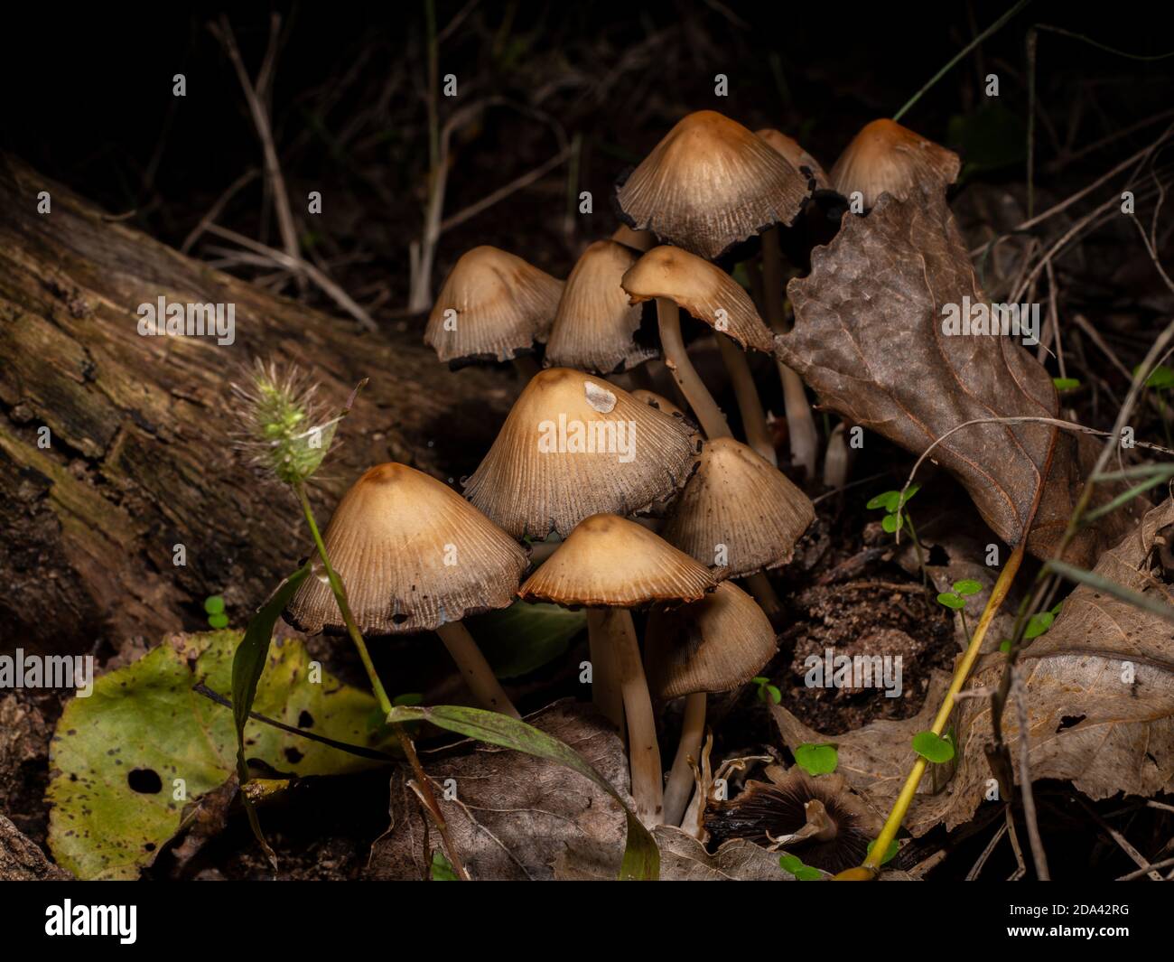 Fungus coprinellus micaceus in a dark and damp forest in the fall, shot from below from the side Stock Photo