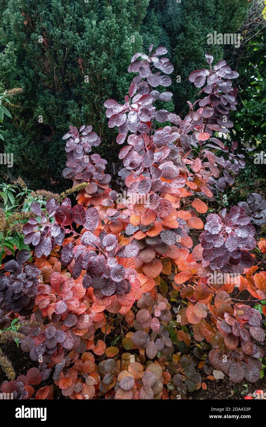 Autumn vibrant red on The Smoke Tree garden plant Stock Photo - Alamy