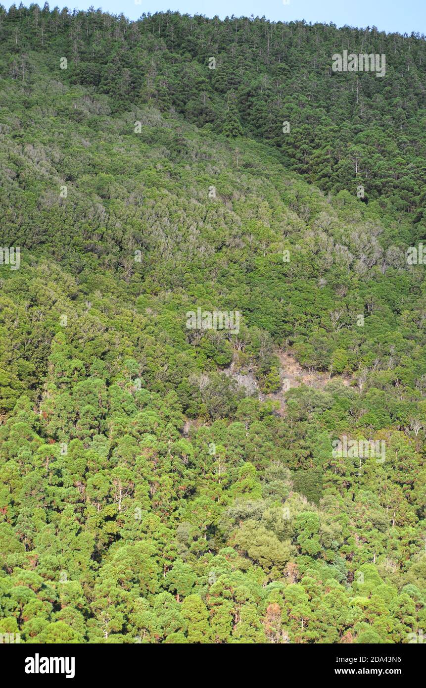 Forest in the volcanic caldeira of Graciosa island, Azores archipelago, Portugal Stock Photo