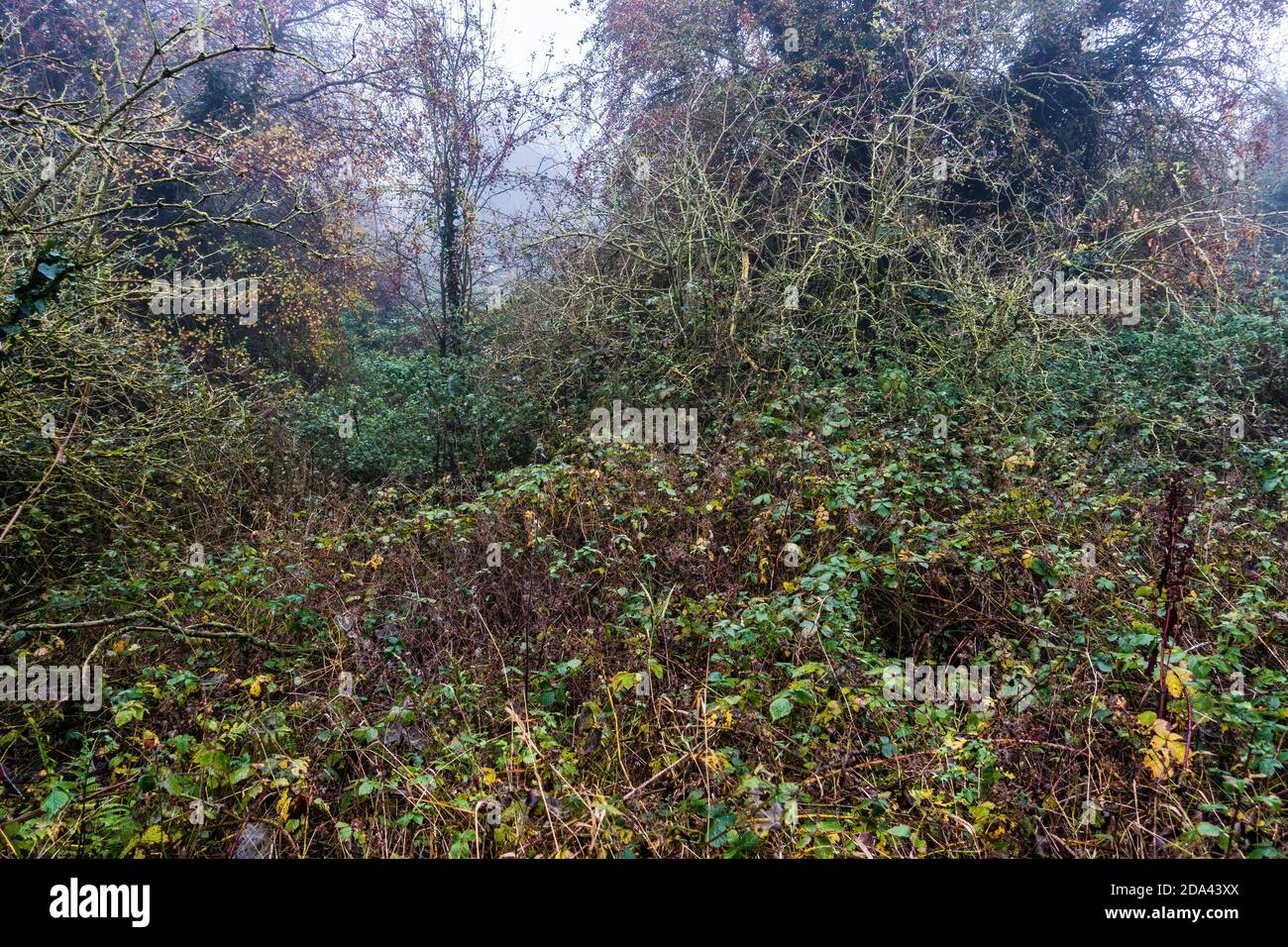 wild land for sale Stock Photo Alamy