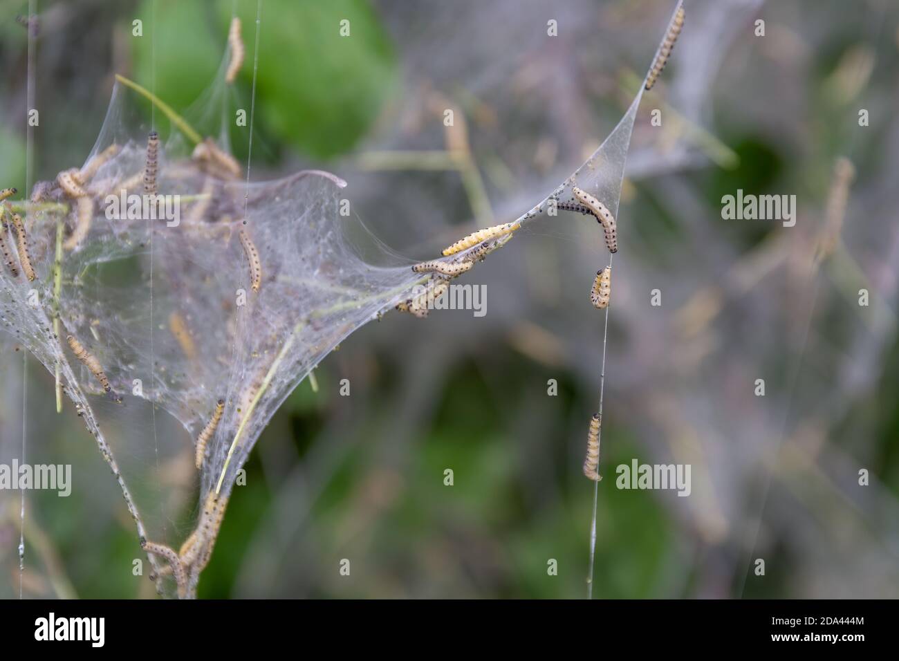 Nesting web of ermine moth caterpillars, yponomeutidae, hanging from the branches of a tree Stock Photo