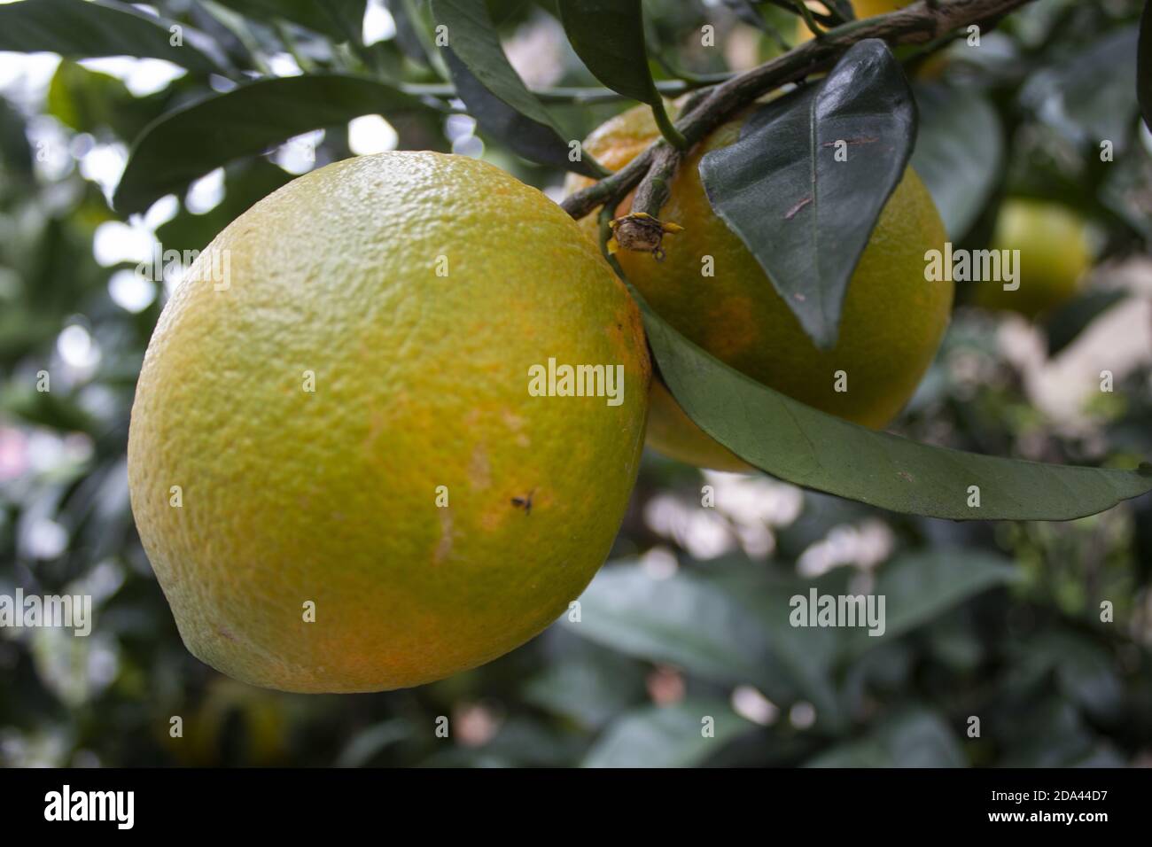 Una arancia sull'albero Stock Photo
