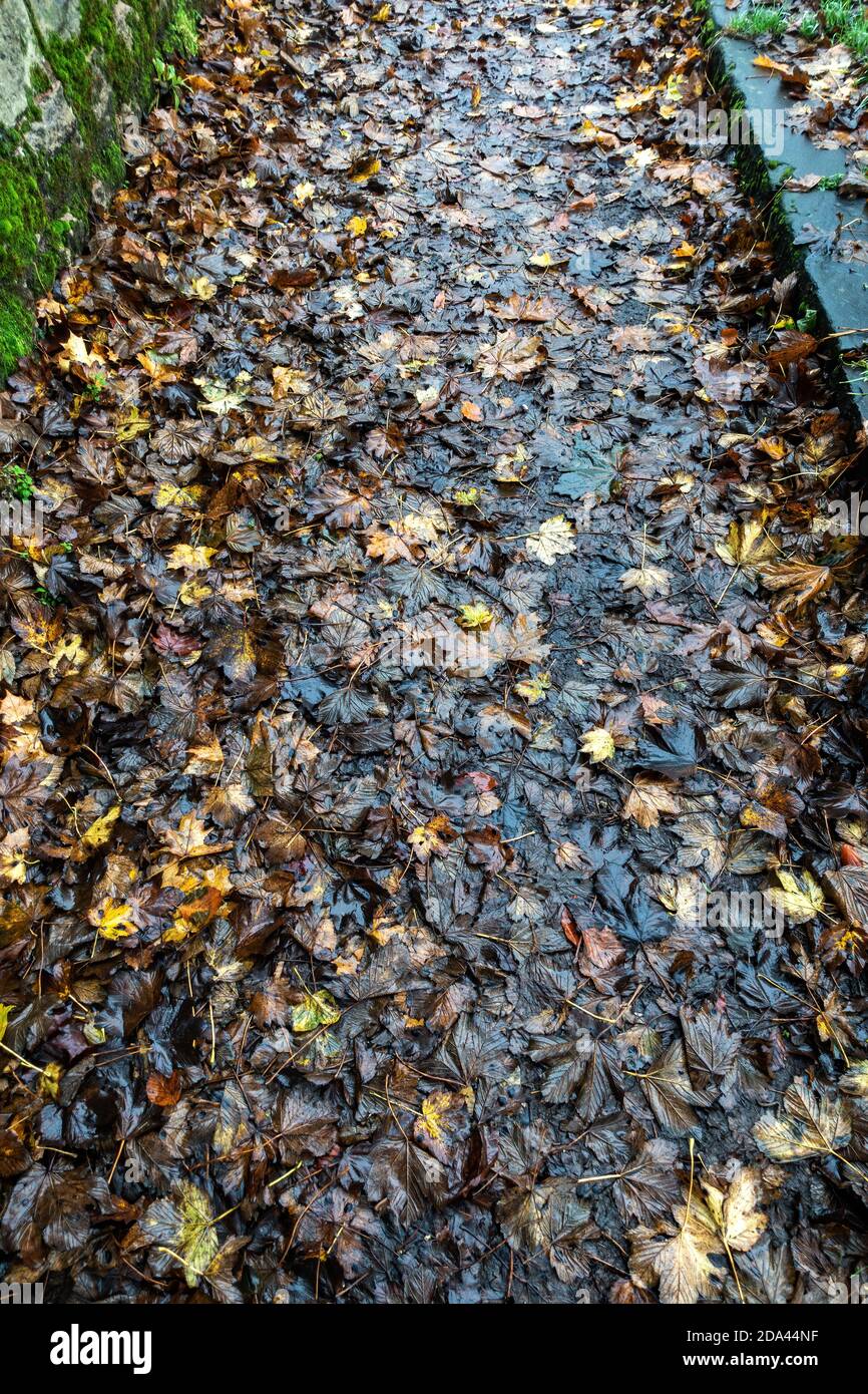 looking down at dead leaves on wet footpath Stock Photo