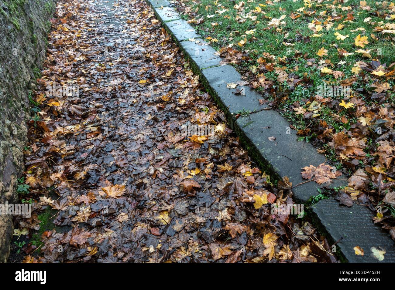 looking down at dead leaves on wet footpath Stock Photo