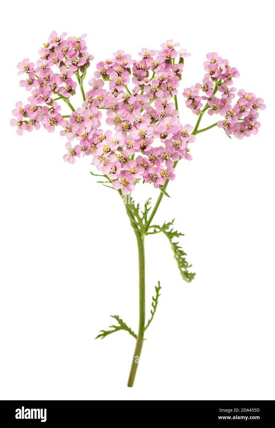 Pink  yarrow flowers isolated  on  white background Stock Photo