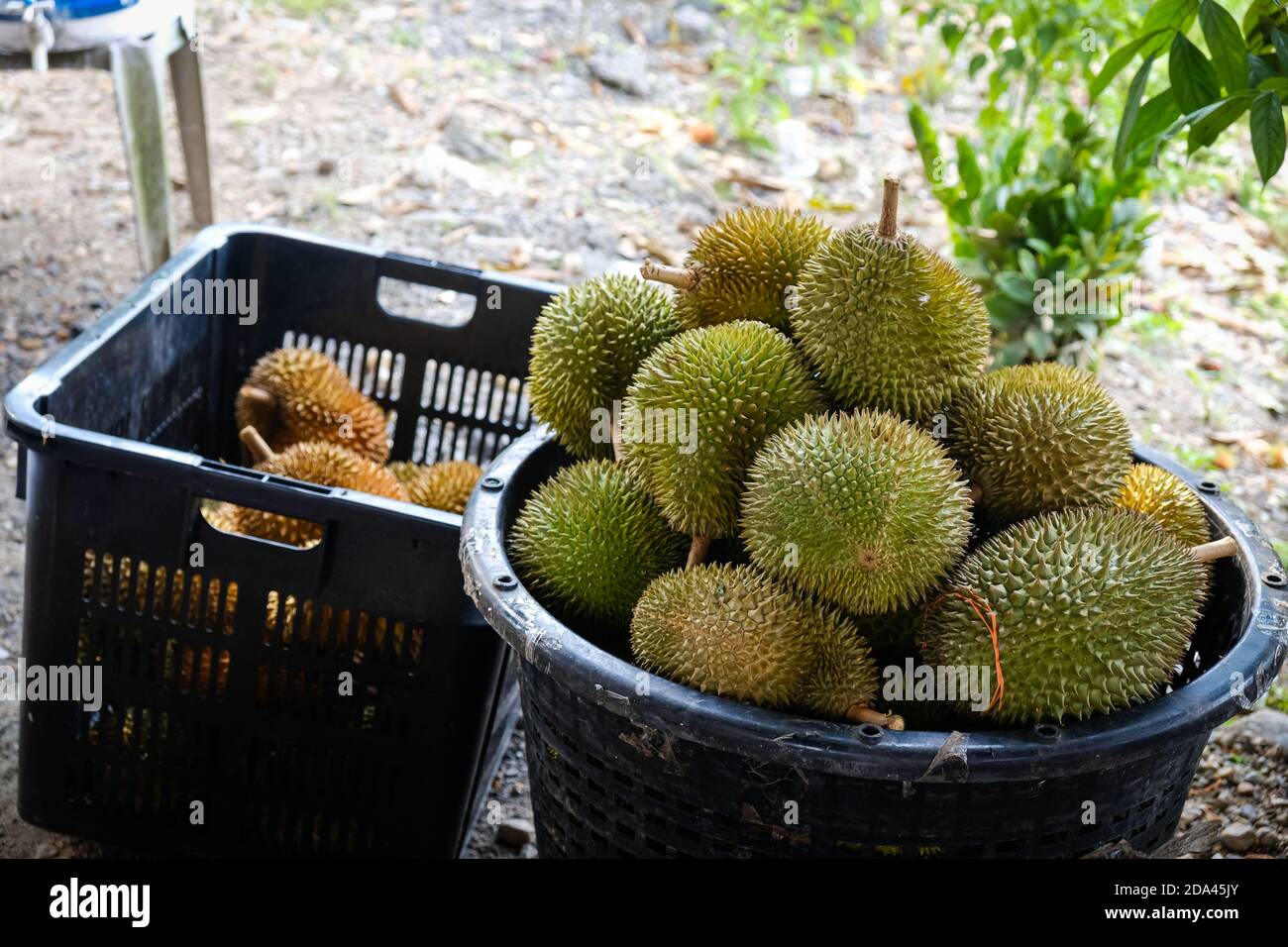 Closed up shot of The Musang King durian, also known by its original name Raja  Kunyit, has deep yellow flesh, broad and blunt spikes, a gap between th  Stock Photo - Alamy