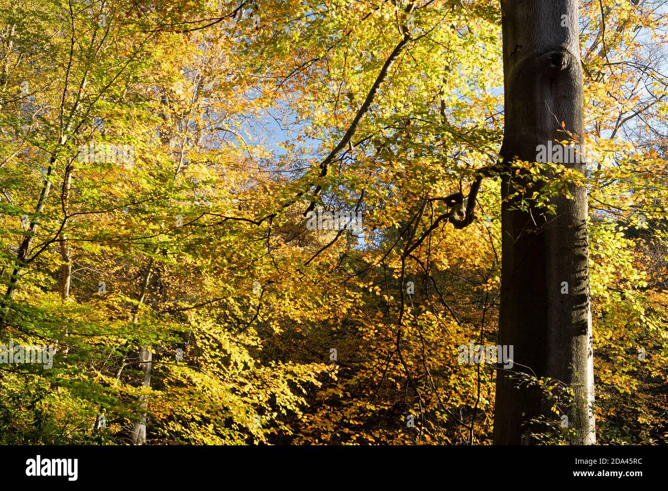 Autumn colours in woodland, golden and bronze coloured leaves on mature trees, UK Stock Photo