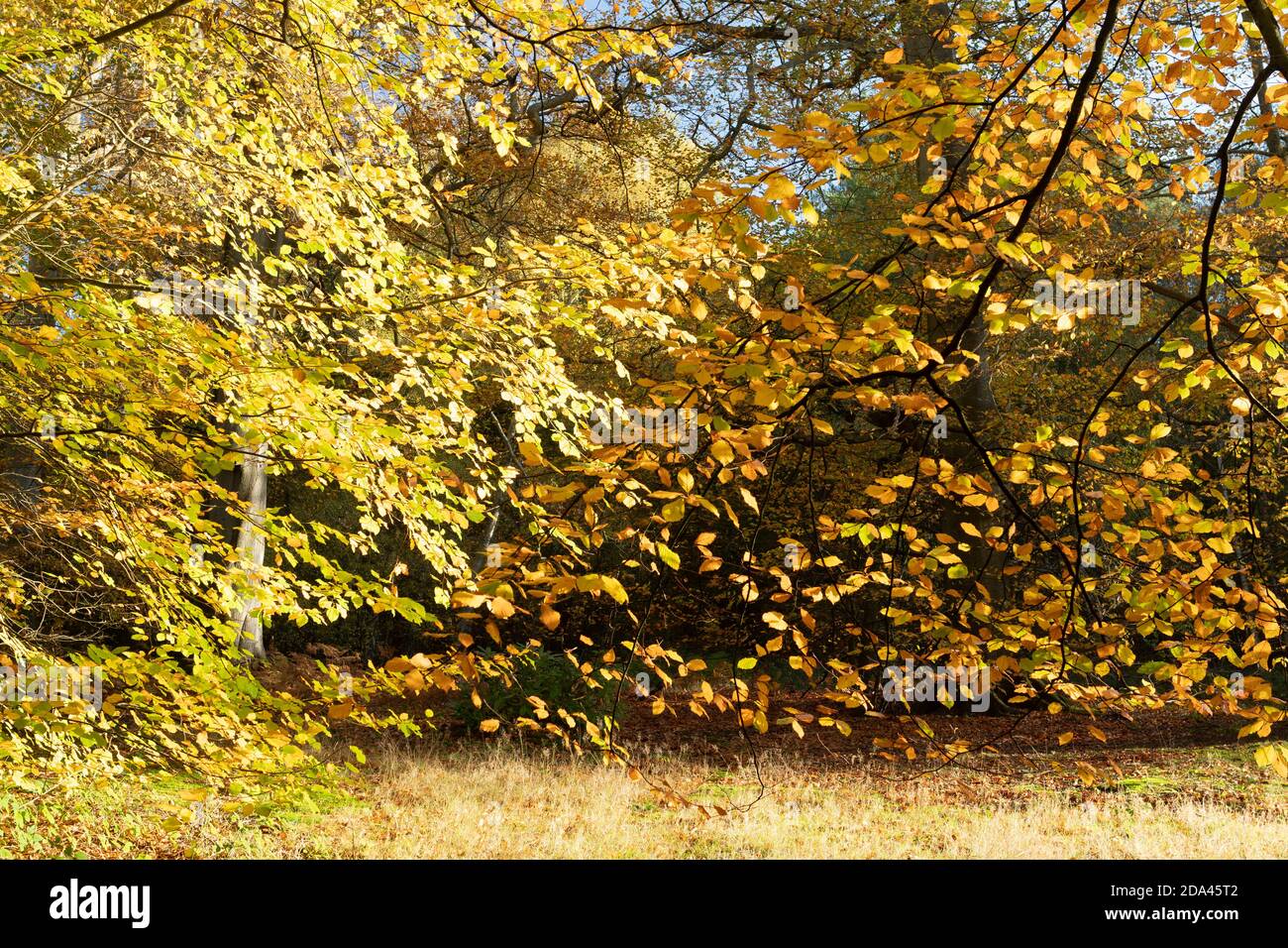 Autumn colours in ancient mixed woodland, golden and bronze coloured leaves on mature trees, UK Stock Photo