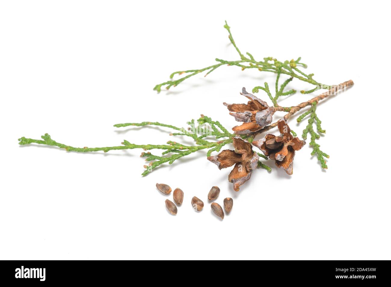 Thuja  branch with seeds isolated on white background Stock Photo