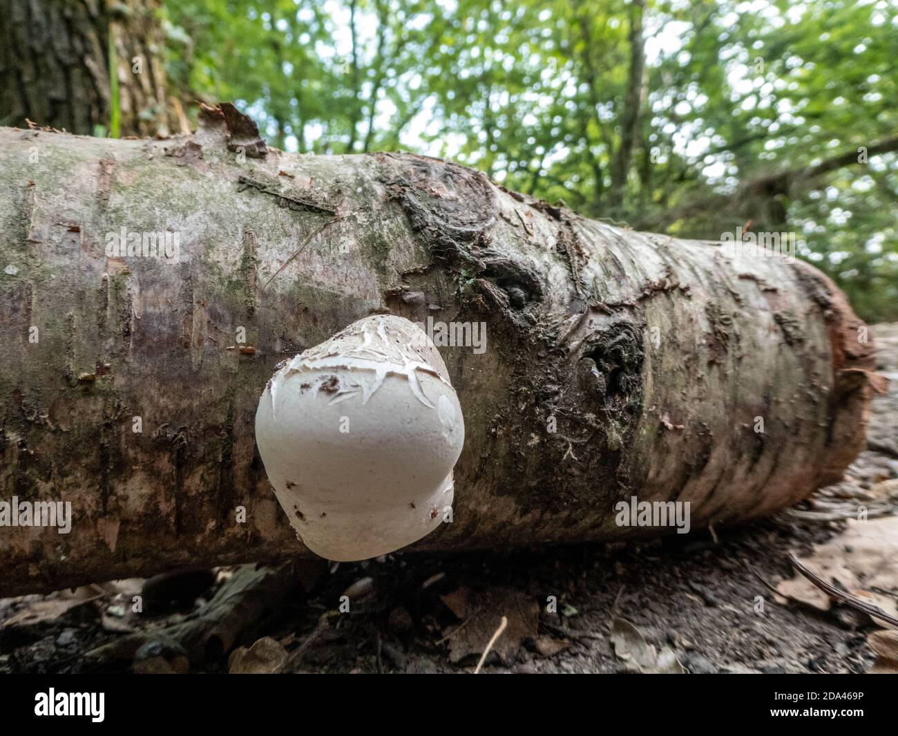 fungus growing on a tree trunk Autumn has arrived Stock Photo