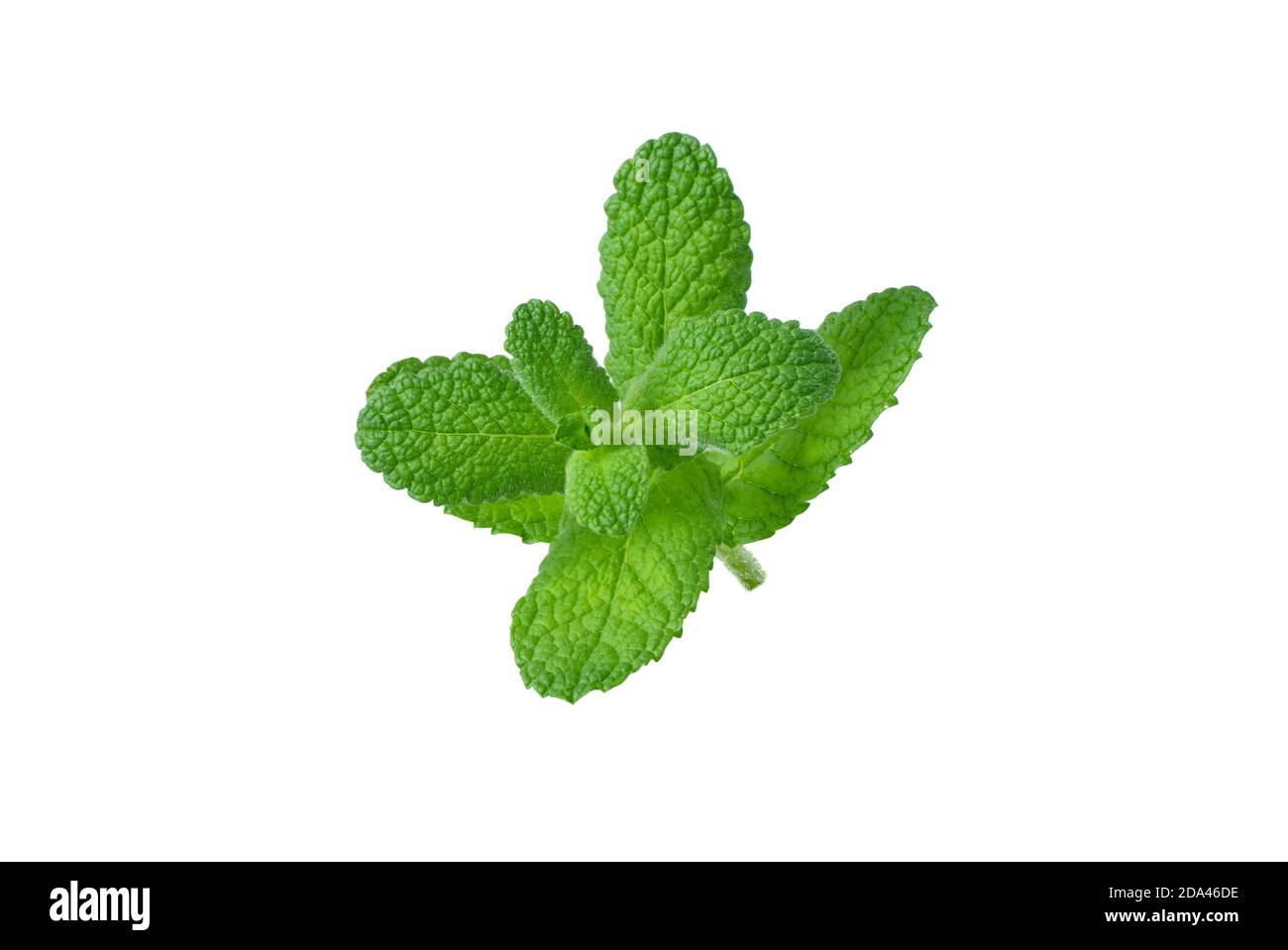 Mint or mentha shoot with leaves isolated on white Stock Photo